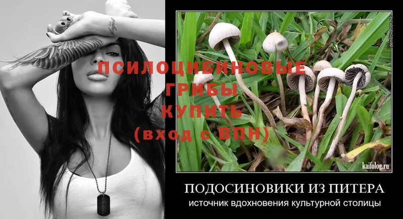 Галлюциногенные грибы MAGIC MUSHROOMS  купить   блэк спрут как зайти  Бронницы 